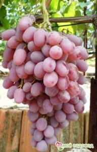 Виноград Тайфи розовый в Энгельсе