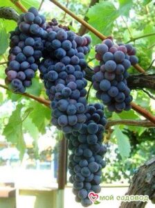 Виноград Черный жемчуг в Энгельсе