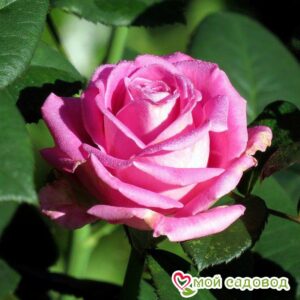 Роза чайно-гибридная Аква в Энгельсе
