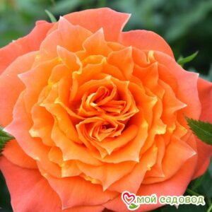 Роза Мандарин в Энгельсе