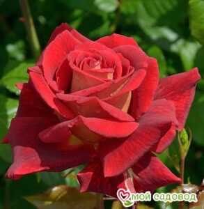Роза чайно-гибридная Клеопатра в Энгельсе