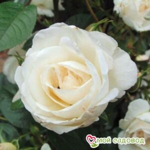 Роза Спрей белый в Энгельсе