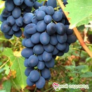 Ароматный и сладкий виноград “Августа” в Энгельсе
