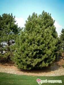 Сосна Чёрная (Pinus Nigra) в Энгельсе