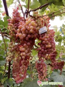 Виноград Лучистый в Энгельсе
