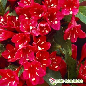 Вейгела цветущая “Ред Принц” в Энгельсе