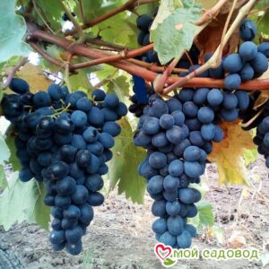 Виноград Молдова в Энгельсе