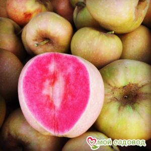 Яблоня Розовый жемчуг в Энгельсе