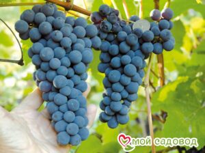Виноград Амурский синий в Энгельсе
