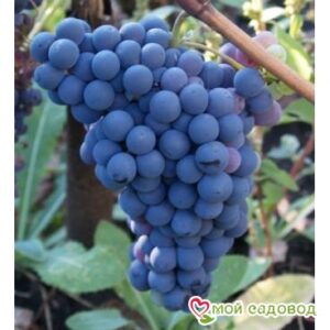 Виноград Чёрный Изумруд в Энгельсе