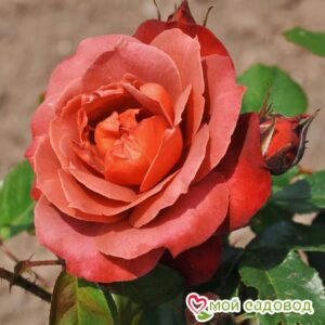Роза чайно-гибридная Хот Кокоа в Энгельсе