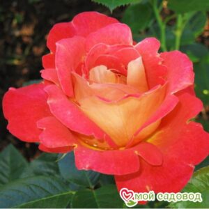 Роза Декор Арлекин в Энгельсе