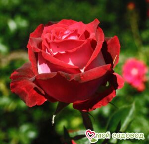 Роза чайно-гибридная Николь в Энгельсе