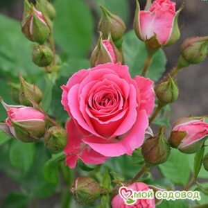 Роза Спрей розовый в Энгельсе