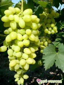 Виноград Осенний крупноплодный в Энгельсе
