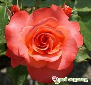 Роза чайно-гибридная Муви Стар в Энгельсе