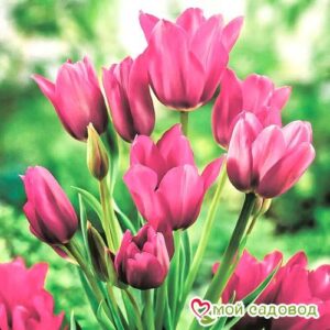 Тюльпан многоцветковый Пурпл Букет в Энгельсе