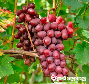 Виноград Виктория винная в Энгельсе