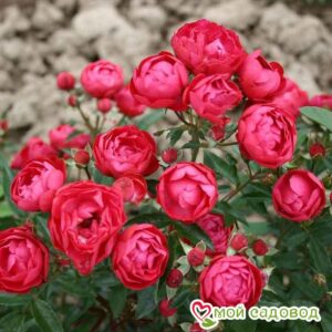 Роза полиантовая Морздаг Ред (Morsdag Red) в Энгельсе