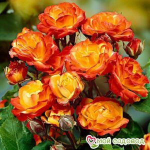 Роза полиантовая Румба (Rumba) в Энгельсе