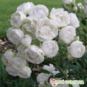 Роза полиантовая Морздаг Уайт (Morsdag White) в Энгельсе