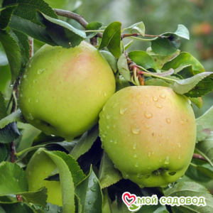 Яблоко-груша Голден Делишес в Энгельсе